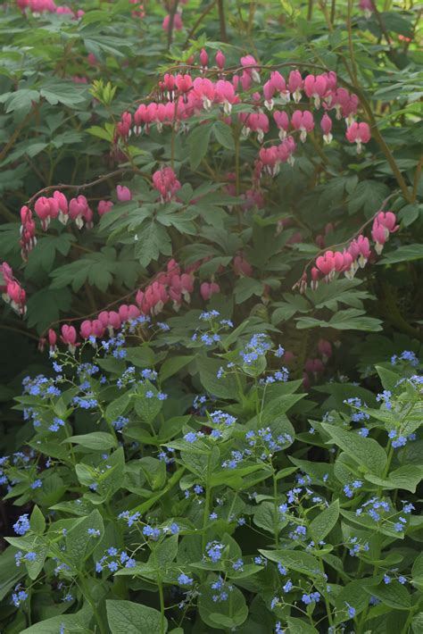 Bluebells and Bleeding Hearts – gardeninacity