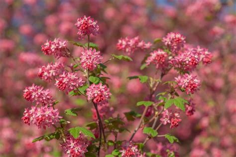 How to Grow and Care for Red-Flowering Currant