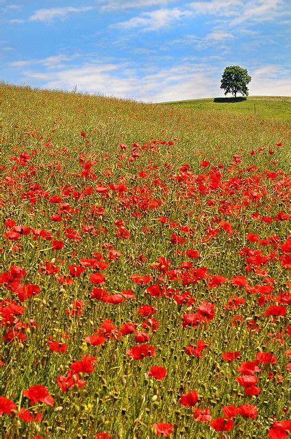 Flower Fields Near Me For Pictures - Beautifull Rose