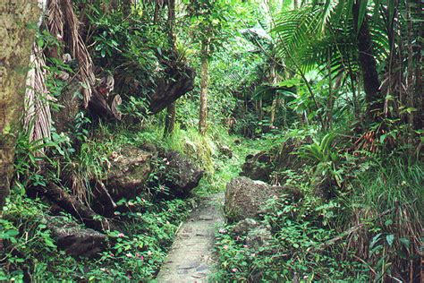 El Yunque National Forest, Puerto Rico