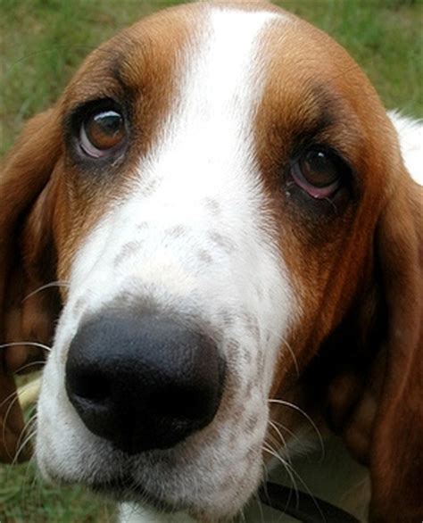 Basset Hound Beagle | Puppy and Dog Mix