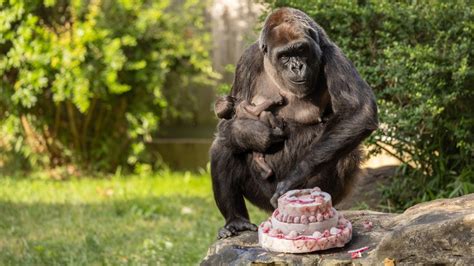 Help name the new baby gorilla at Smithsonian’s National Zoo! | FOX 5 DC