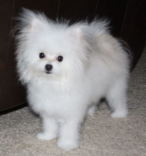 Maltipom (Maltese Pomeranian) | Tiny dog breeds, Pomeranian mix puppies ...