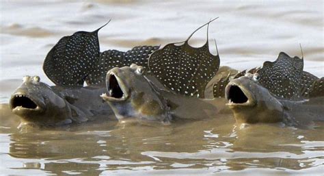 mudskippers ..amphibious fish | Bizarre animals, Ocean aquarium, Animals