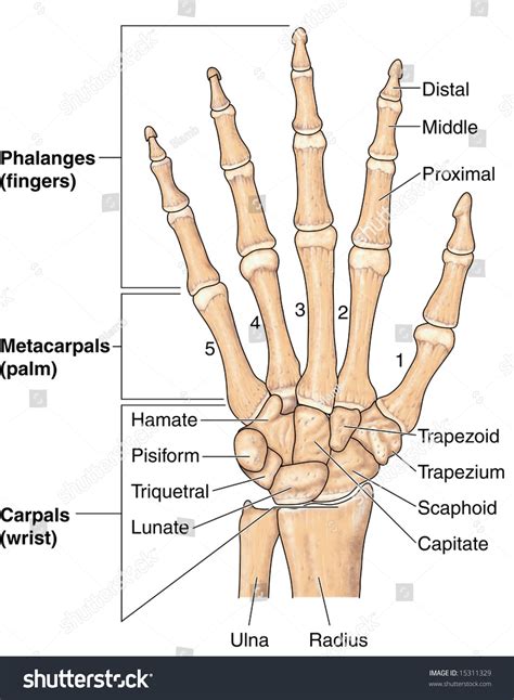 Human Hand Bones Labeled Stock Illustration 15311329 - Shutterstock