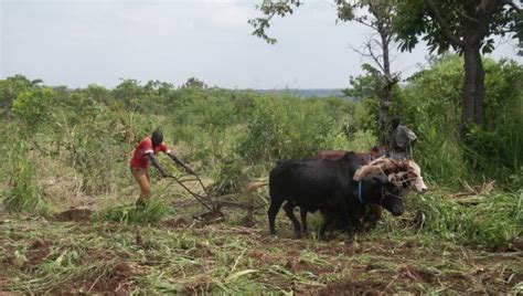 Understanding domestic bovine: Exploring the Meaning of Ox