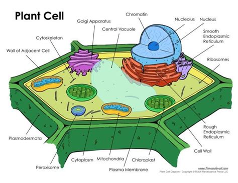 plant-cell-diagram - Tim's Printables | Plant cell diagram, Cell ...