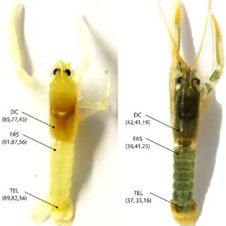 Body locations of Homarus gammarus juveniles examined by digital colour ...