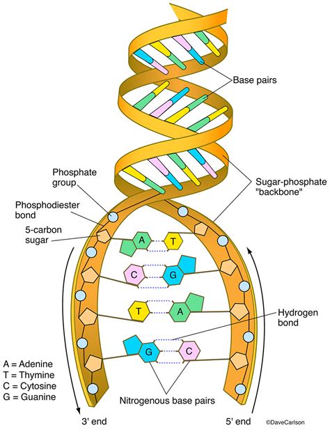 DNA Structure | Carlson Stock Art