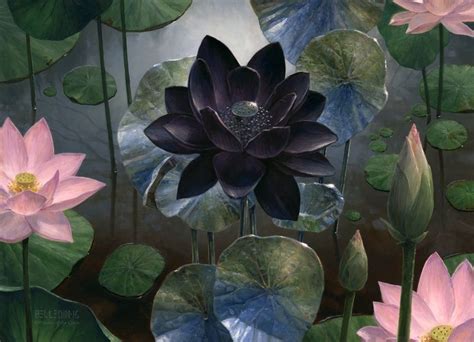 Black Lotus, an art print by Steven Belledin | Lotus flower art, Lotus ...