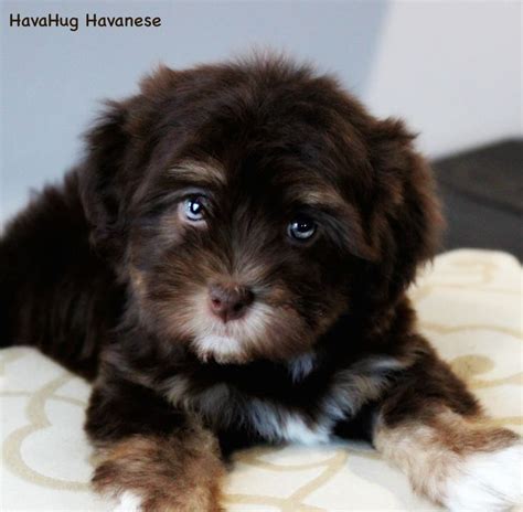 The World's Most Beauitiful Chocolate Havanese Puppies