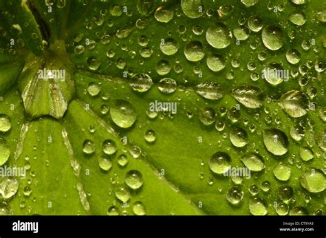 Rain drops on leaves Stock Photo - Alamy