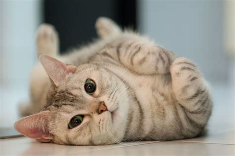 10 Weird Cat Behaviors and Quirks Explained