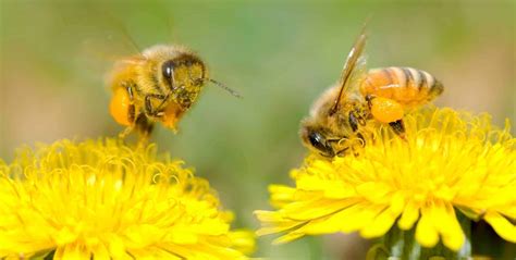 Exploring the Process of Pollination - PerfectBee