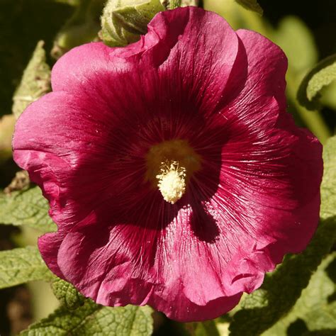 Alcea (Red). Spiritual Messages- Offering of the… | by amar kushwaha ...