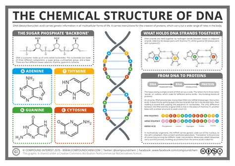 Dna Structure Diagram And The Cross Flower Of Life Within Th