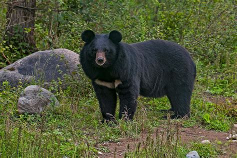 Asiatic Black Bear: Facts, Habitat and Population | RoundGlass Sustain