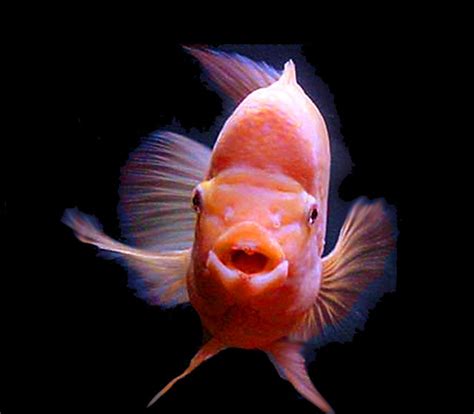 Premium Red Devil Cichlid