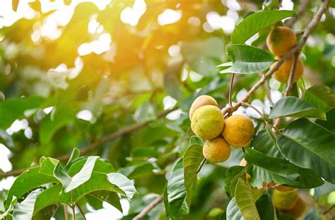 Santol fruit on summer in Thailand , ripe santol on the santol tree ...