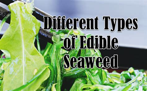 types of edible seaweed Archives - Asian Recipe