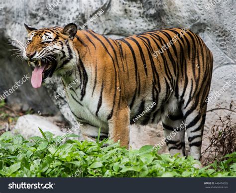 Behavior Of The Tiger. Stock Photo 446474095 : Shutterstock