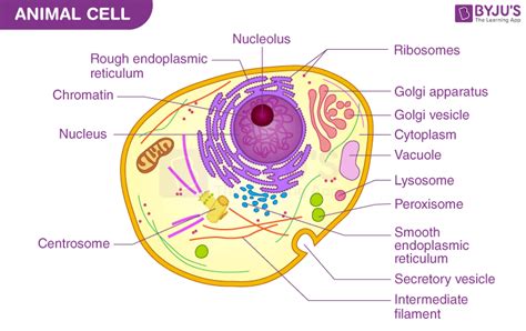 Animalia Cell Diagram