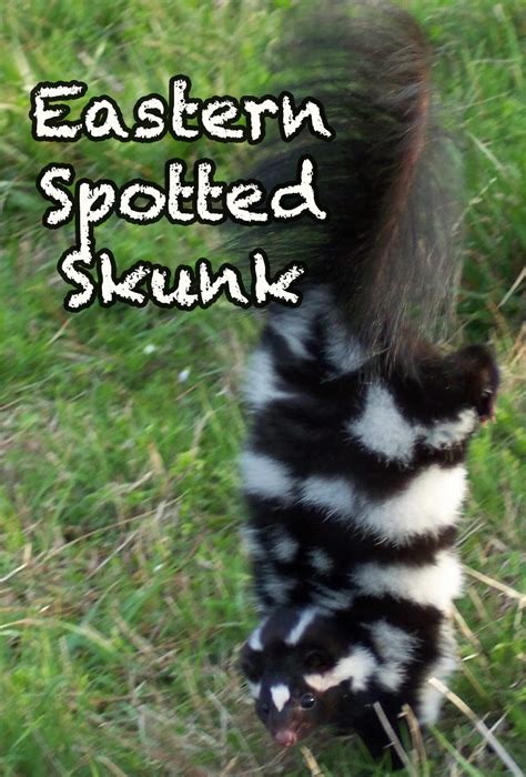 Smoky Mountain Eastern Spotted Skunk | HeySmokies