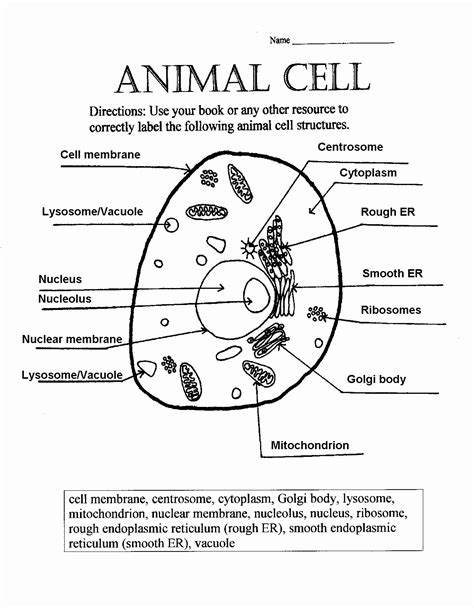 Plant And Animal Cell Labeling Worksheet