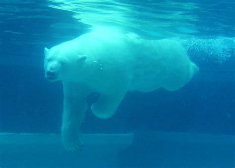 Polar Bear Swimming Free Stock Photo - Public Domain Pictures