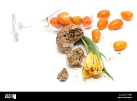 Tulip, bread and kumquats Stock Photo - Alamy