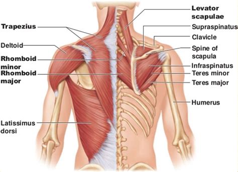 How To Fix Your Shoulder By Treating Your Upper Back — Laguna ...