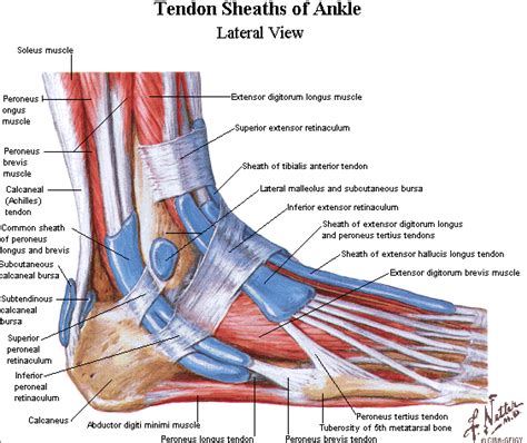 Tendons In The Foot | Ankle anatomy, Foot anatomy, Leg muscles anatomy