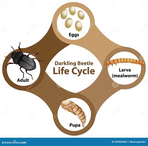 Diagram Showing Life Cycle of Darkling Beetle Stock Vector ...