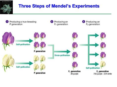 Quiz 1 Gregor Mendel's Experiments