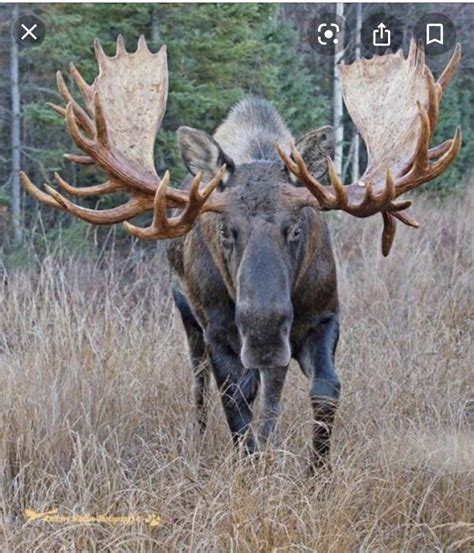 I think the next Great One should be moose : r/theHunter