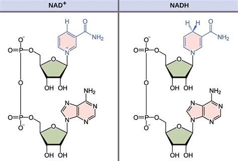 NADH Reviews - What Is The Function of NADH In Your Body