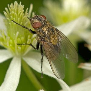 Cluster flies (Calliphoridae: Polleniinae: Pollenia) of North America ...