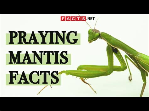 40 Surprising Praying Mantis Facts You Probably Didn't Know About