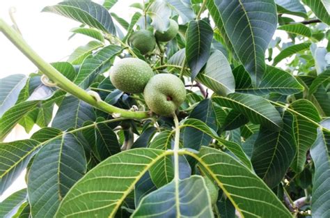 Butternut (White) Walnut Tree | ubicaciondepersonas.cdmx.gob.mx