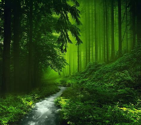 HD Green Forest Wallpaper, Awesome Hd Green Forest Image, #15535