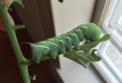 Pests in the Garden: Tomato Hornworms - ifarm LLC