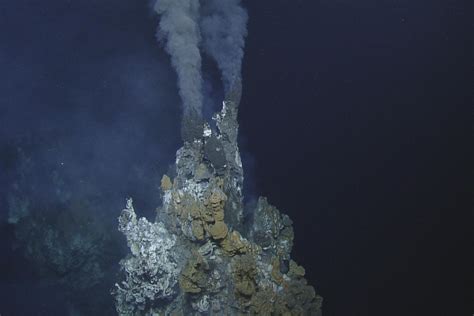 Deep-sea fish hijack hydrothermal vents to incubate their young