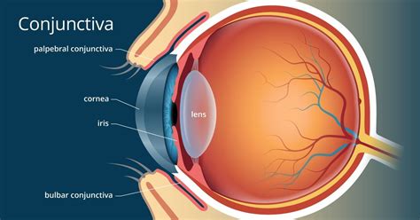 Conjunctiva: What It Is and Its Function, Anatomy, and Eye Problems