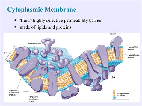 Cell envelopes and cell walls and cell membranes | Lab Reports ...