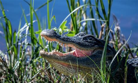 American Alligator Habitat Map