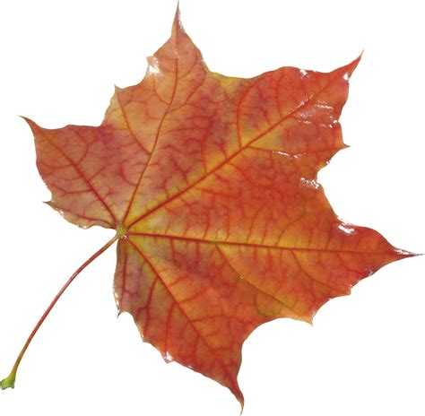 Download Autumn Leaf PNG Image for Free