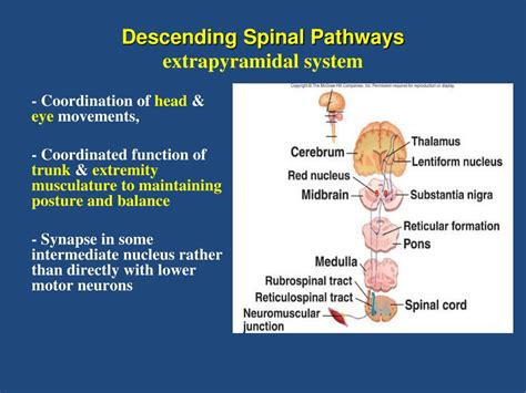 PPT - MOTOR AREAS EXTRAPYRAMIDAL SYSTEM PowerPoint Presentation, free ...