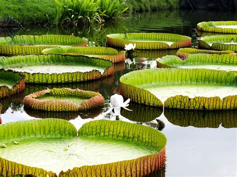 Giant Amazon Water Lily Facts And Growing Conditions