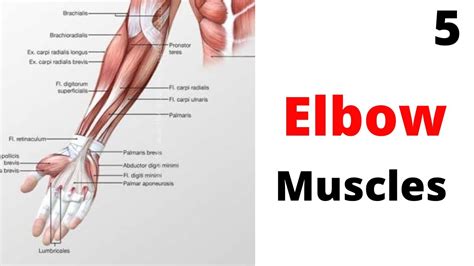 Elbow Muscles | ORIGIN | INSERTION | ACTION | NERVE SUPPLY in English ...