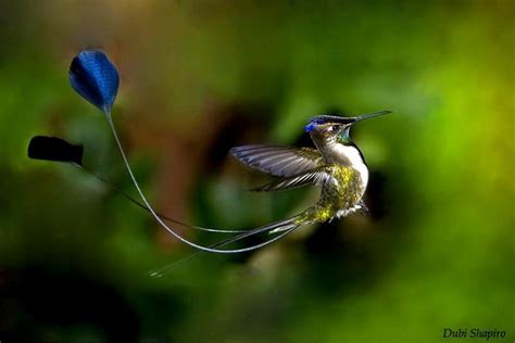 Spatuletail hummingbird! | Animal Paw Prints | Pinterest